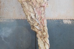 Holozaen-ll-seitlich