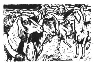 Schafe, 186mmx120mm, Weihnachten 2009